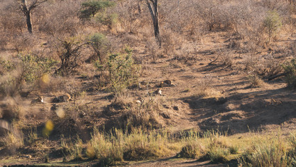 lions in kruger national park south africa