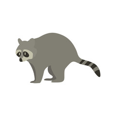 Cartoon raccoon. Cute Cartoon raccoon, Vector illustration on a white background. Drawing for children.