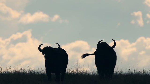 Silhouette Of Two Wild Buffalo's Standing On The Grass Field In Kenya, Africa - Wide Shot
