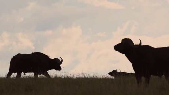 Silhouette Of A Wild Buffalo's  Walking And Standing On The Grass Field In Kenya, Africa - Wide Shot
