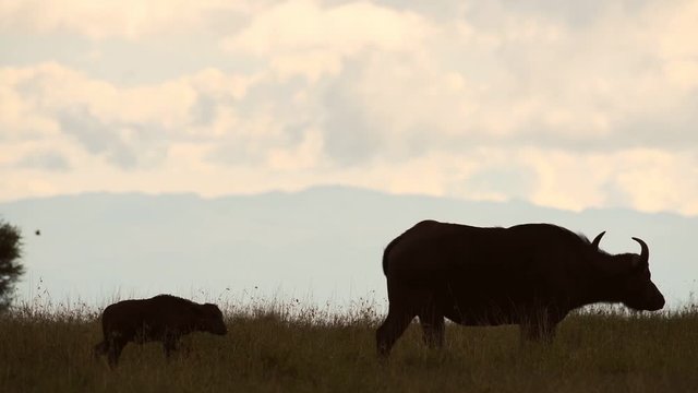 Silhouette Of A Wild Buffalo's  Walking  On The Grass Field In Kenya, Africa - Wide Shot