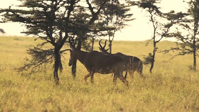A Herd Of Kongoni Or Hartebeest Traipsing Down The Savannah Inside The El Karama Lodge In Laikipia, Kenya. -wide shot