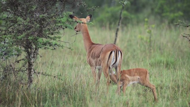 Cute Baby Thompson's Gazelle feeding from its mother On The Grass Field In Kenya, Africa - Close Up Shot