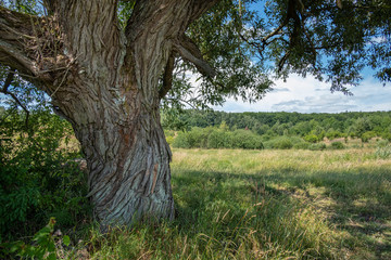An old willow tree at the edge of organic meadows