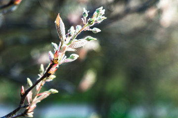 small buds on a branch