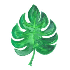 green monstera leaf isolated on white background. drawing watercolor paint.