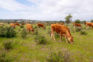 cows grazing fresh green grass at the meadow in Portugal