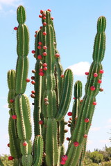 Afrikanischer Kaktus 4773