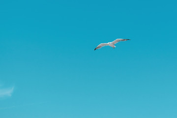 Seagull in flight against a clear blue sky