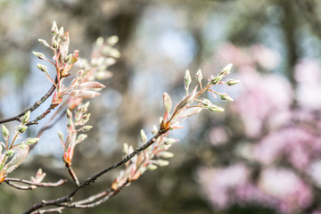 a white daffodil blooms in the park