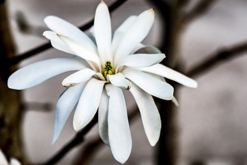 fully bloomed white magnolia on a branch with strong contrast