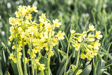 many small tender yellow flowers on the meadow