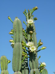 Kaktus mit Blüten 1140764