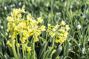 many small tender yellow flowers on the meadow