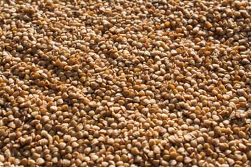 Buckwheat Background abstract