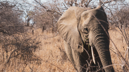 elephant in south africa