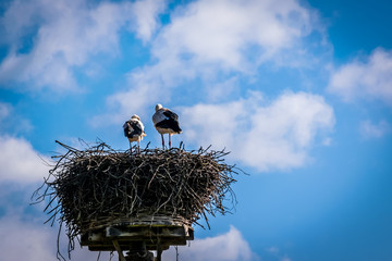 Two storks in a nest against a blue sky