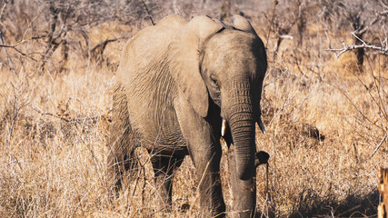 elephant in south africa