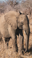 Fototapeta na wymiar elephant in south africa
