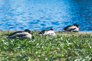 Three ducks in the grass