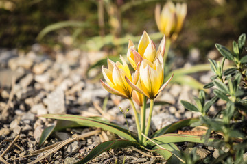 small yellow tulips with white lace in the park