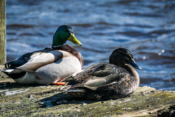 A couple of ducks sitting together on the water edge
