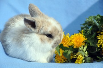 Zwergkaninchen
