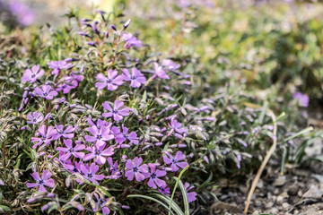 small gentle lilac flowers