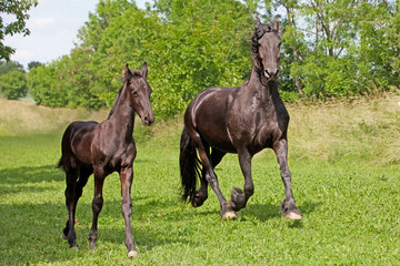 Friesian horse mare with foal running on pasture