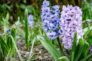 flowering blue and purple hyacinth