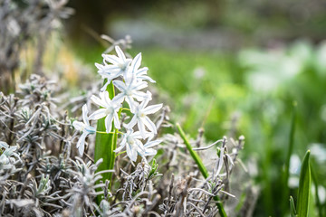 spring flowers in the park