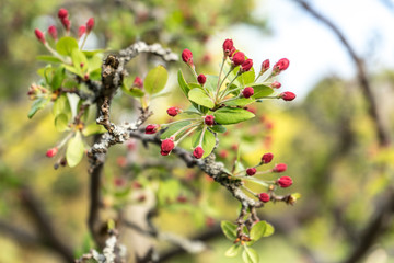 small red flower buds grow on a branch