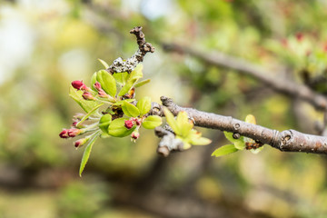 small red flower buds grow on a branch