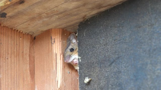 an beautiful brown mouse in a corner of a small house