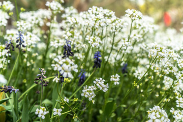 many little white flowers in the park