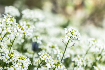 many little white flowers in the park
