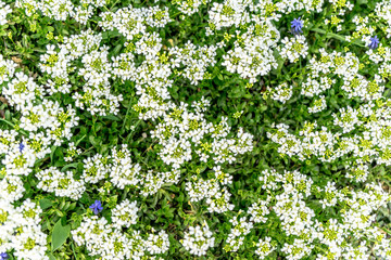 Fototapeta na wymiar many little white flowers in the park