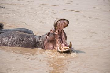 Hippo