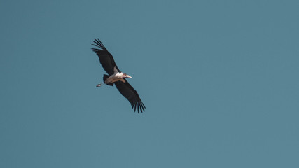 osprey in flight
