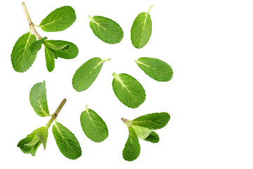Fresh mint leaves isolated on white background. top view