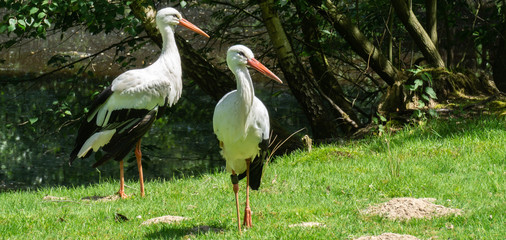 a couple storks in a meadow