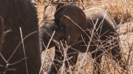 elephant in south africa