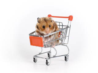 Fluffy hamster sitting in a small shopping cart. Studio photography of a funny pet.