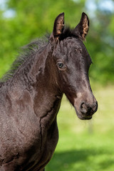 Portrait of nice young friesian horse