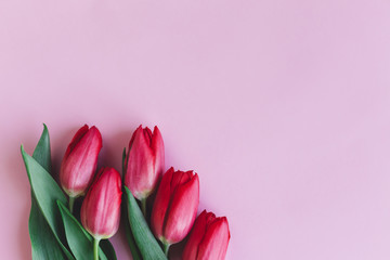 Tender red pink tulips on pastel pink background. Greeting card for Mother's day.