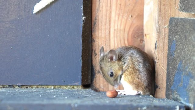 an beautiful brown mouse in a corner of a small house