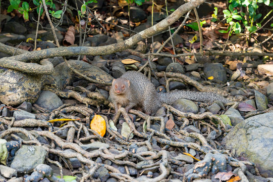 Indian Mongoose