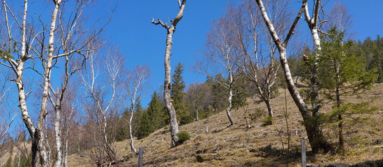 Alte Birken bei Geitau