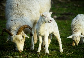 Familienleben bei Frau Schaf zu Ostern