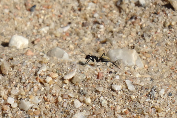 Camponotus fulvopilosus